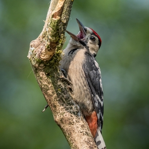 Redwell   15 06 2020   D500   Les 360.jpg